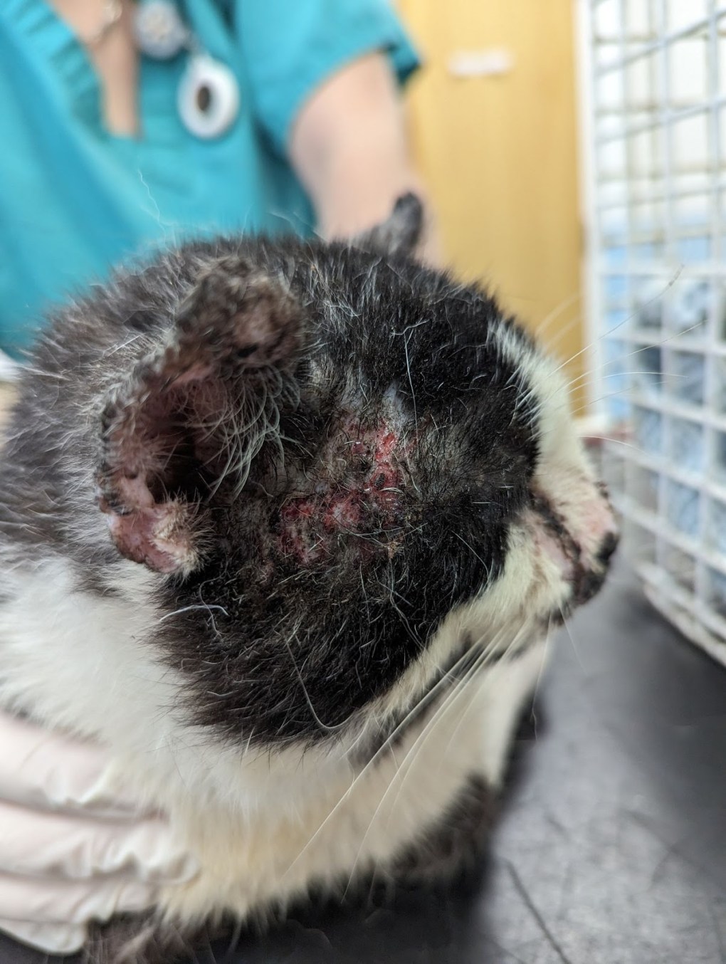 RSPCA Appeals for Information on Abandoned Tom Cat in Need of Lengthy Treatment