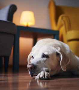 Senior Dog Care and Rehabilitation Aids: Delaying Surgery for Your Beloved Companion