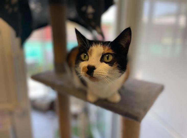 Special Appeal to Find a Home for Tortoiseshell Tilly, a Rescued Cat