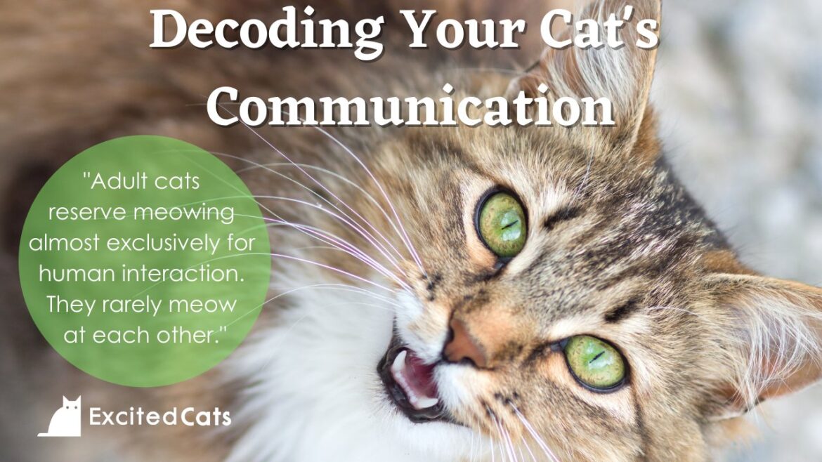 Understanding Your Cat’s Meows and Communication: Decoding the Language of Felines