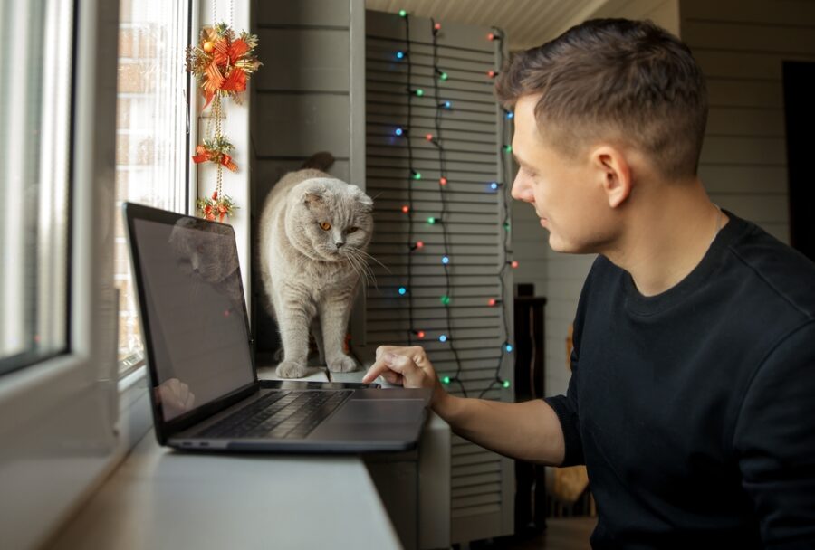 Video Vet Appointments Less Stressful for Cats
