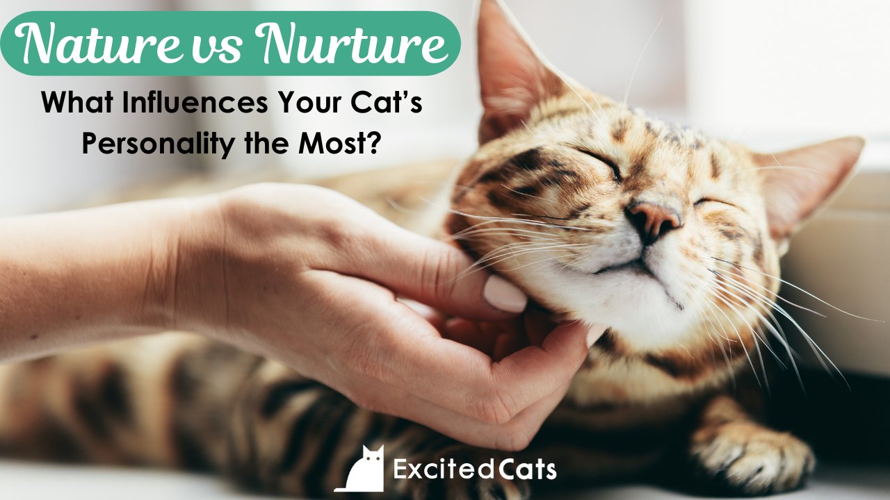 What Shapes A Cat’s Personality: Understanding The Determining Factors ...