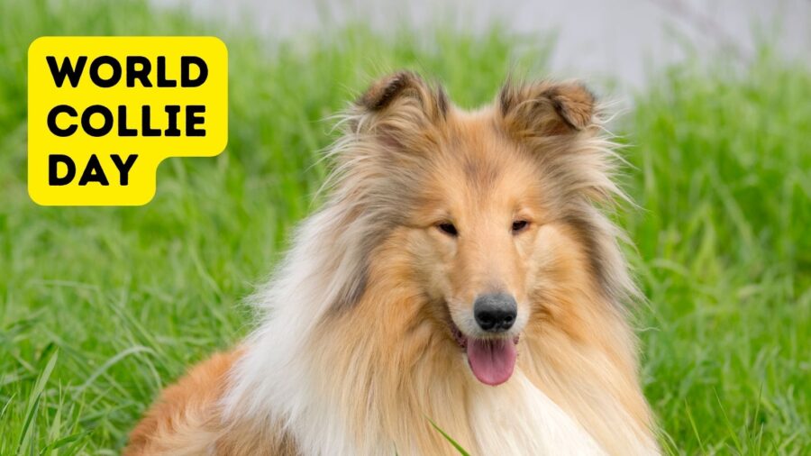 World Collie Day: Spotlighting the Versatility and Grace of Collie Breeds