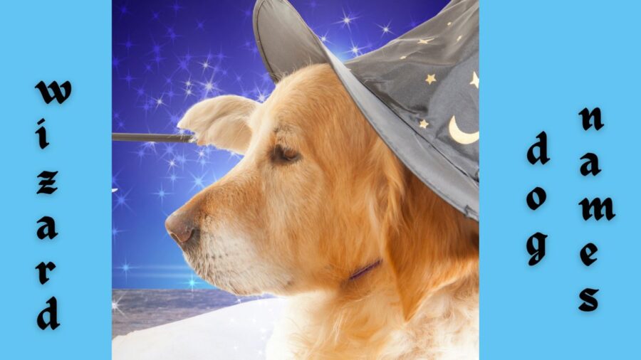 100+ Wizard Names for Your Dogs: Magical Monikers for Your Mystical Mutt