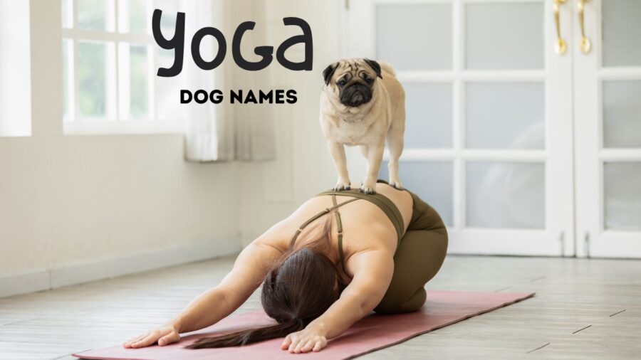 105 Yoga Dog Names from Ahimsa to Zen
