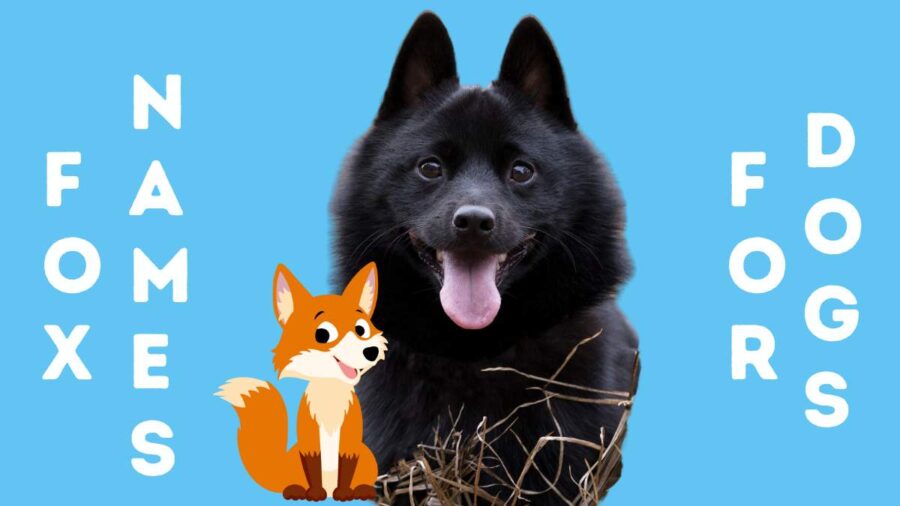 150 Fox Names for Your Foxy Fur Baby