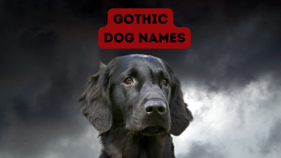 180 Goth Dog Names: Darkly Romantic Choices for Your Pup
