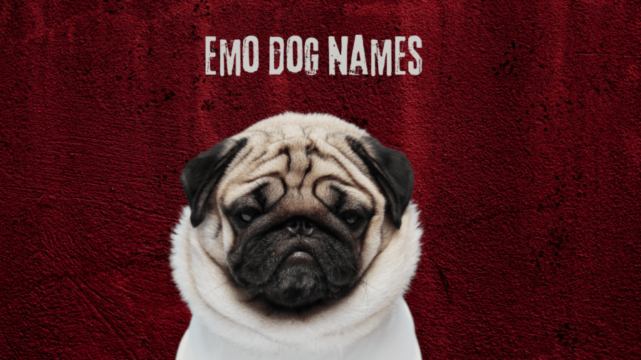 220 Emo Names for Dogs (with Meanings)