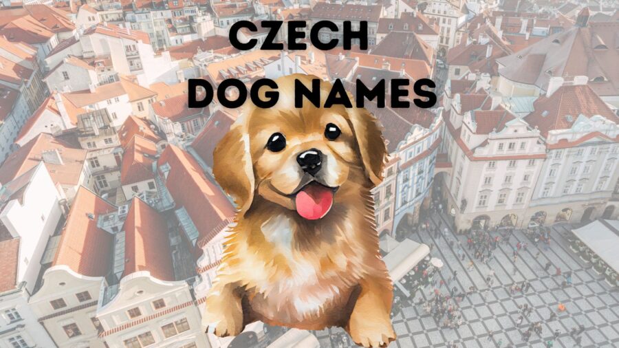 225 Czech Dog Names with Meanings