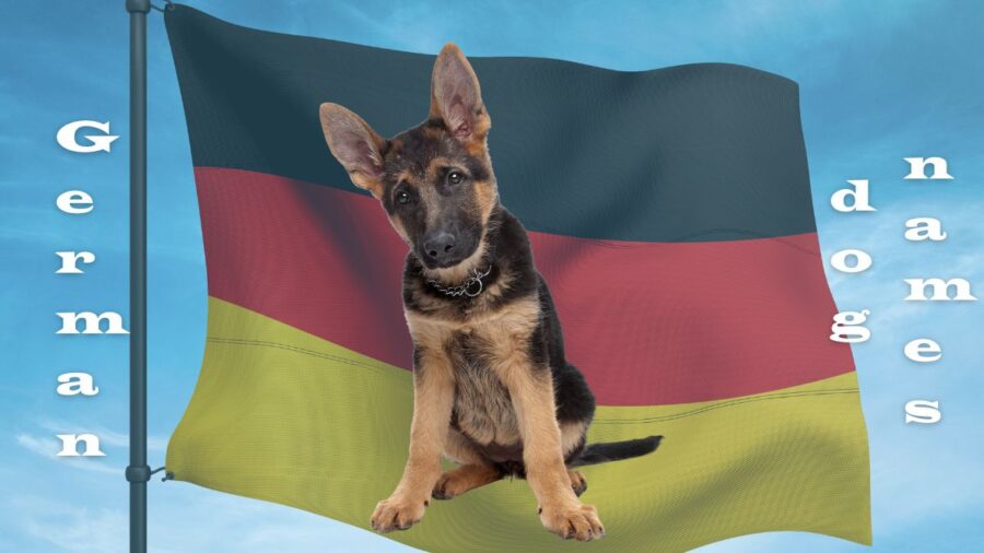 300 German Dog Names for Your New Hund!