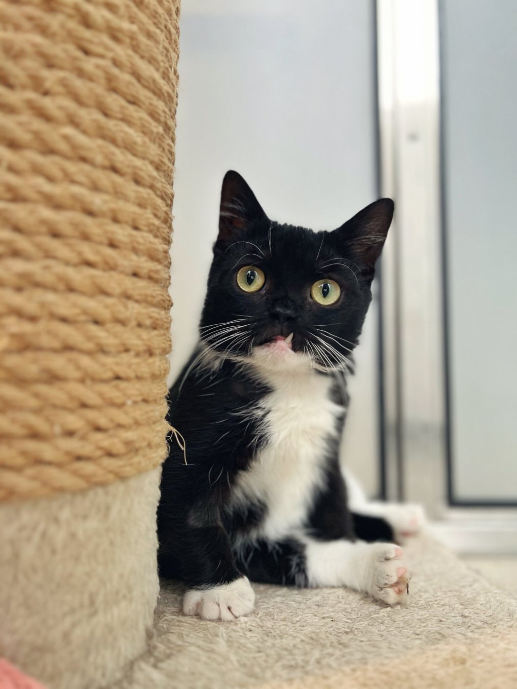 Battersea Celebrated International Cat Day with Unique Feline Residents of 2023