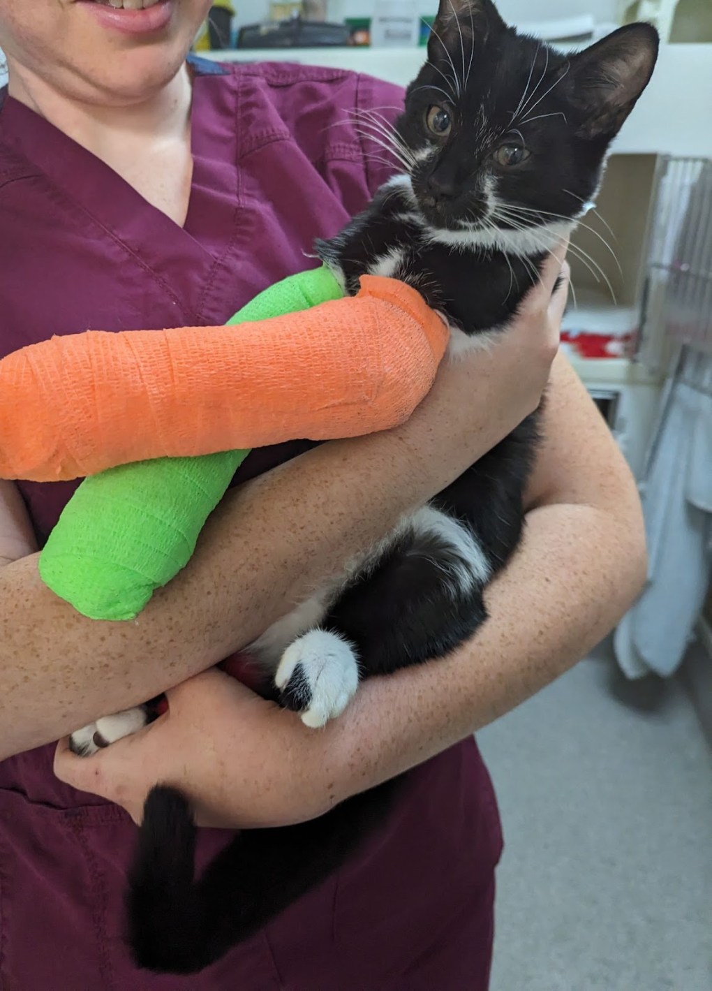 Cat Named Forest Recovering Well in RSPCA Care after Abandonment and Deliberate Injury