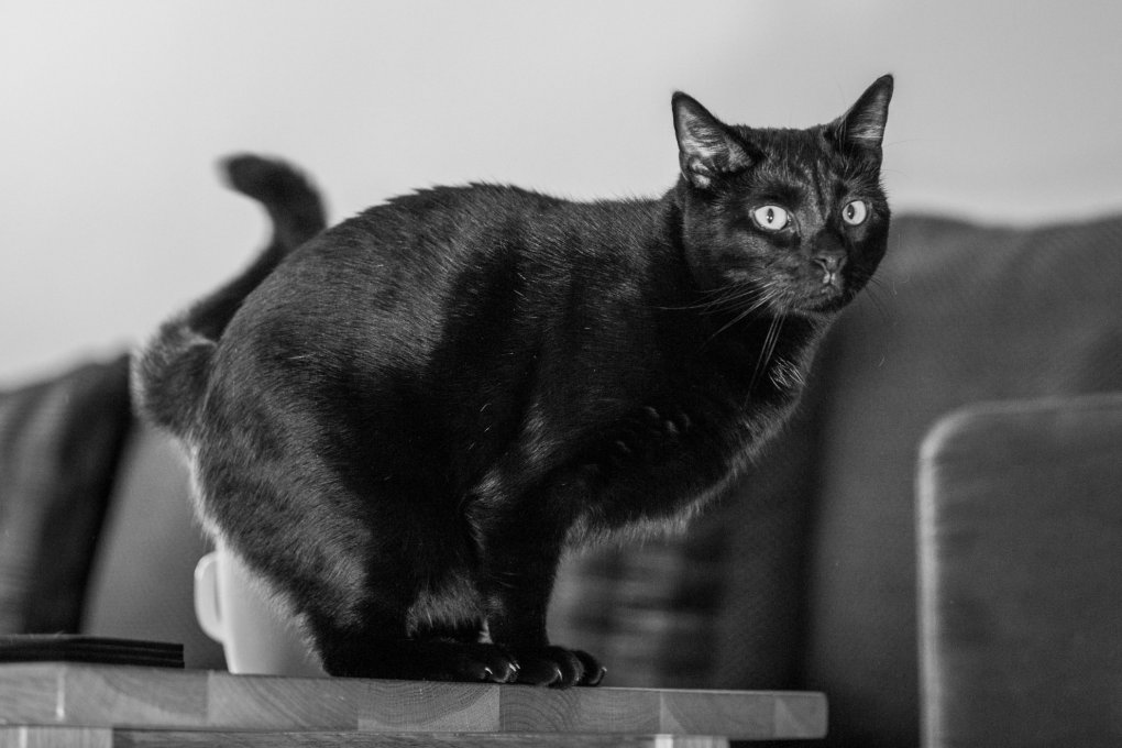 Debunking Myths: National Black Cat Day 2023 and the Truth about Black Cats
