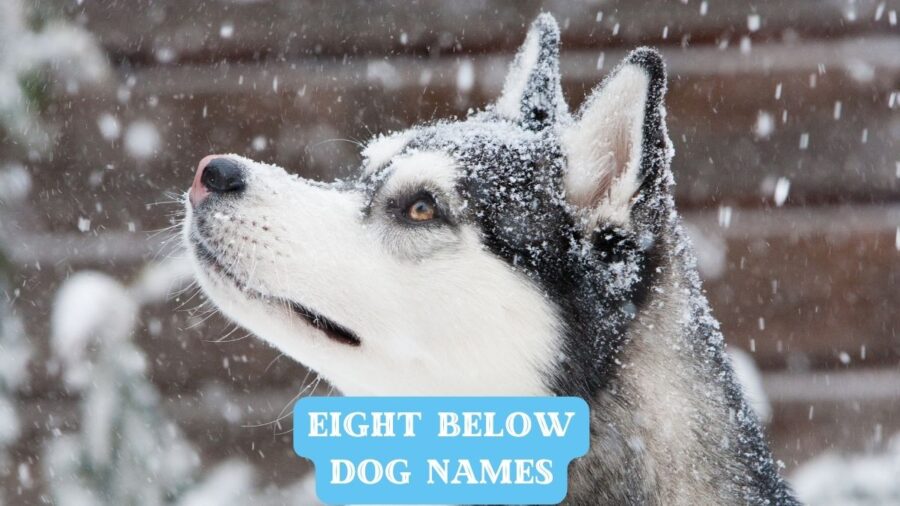 Eight Below Dog Names — From Sled Dogs to Stardom