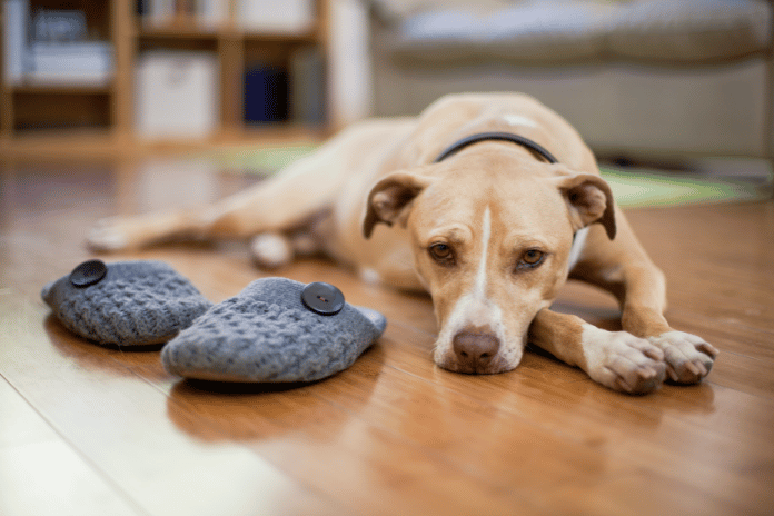 How To Reduce Back-to-School Separation Anxiety in Your Pets