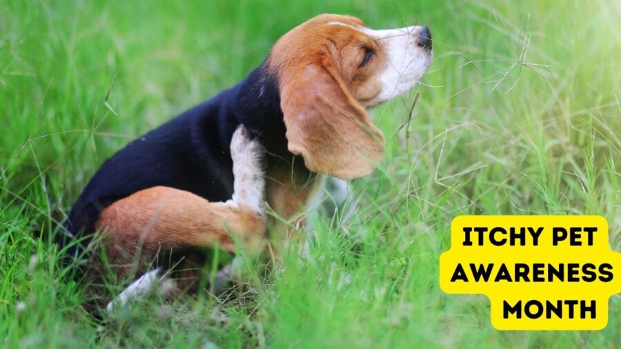 Itchy Pet Awareness Month Scratches the Surface of a Common Pet Problem