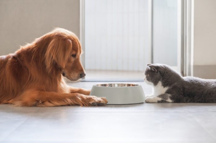 Nutritional Support for Your Dog or Cat’s Gut-Brain Axis
