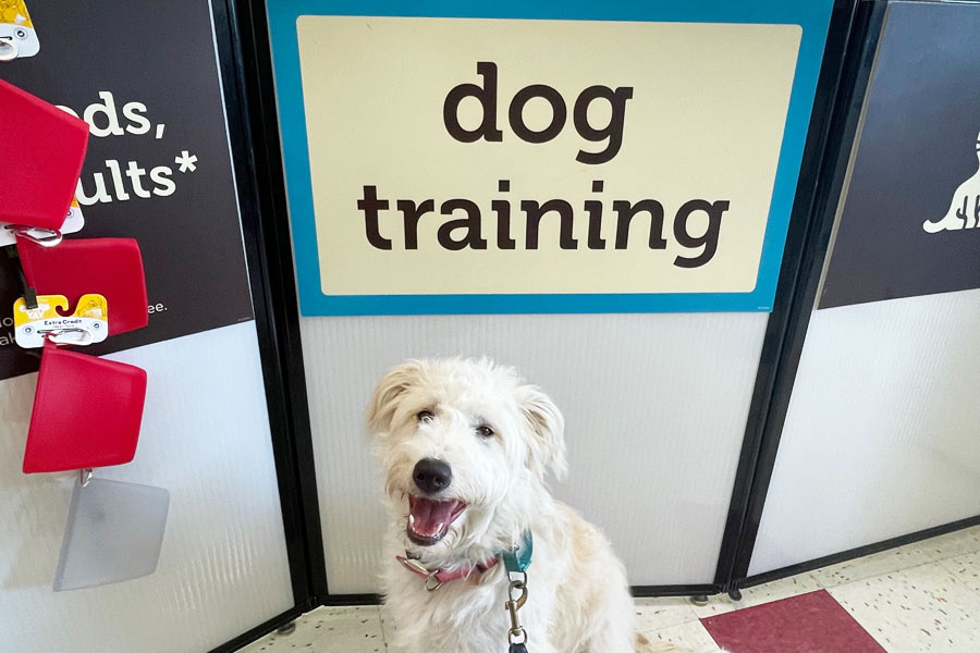 Petco Puppy Training Class Review – Is It Worth It?