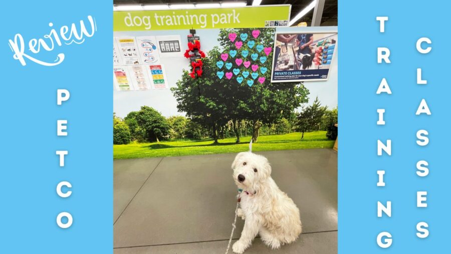 Petco Training Classes Review for Dogs 6 Months & Older