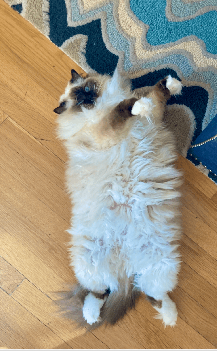 Snowy: A Grumpy Babushka, Fashion Icon, and Feline Foodie – A Tale of a Fashionable Cat