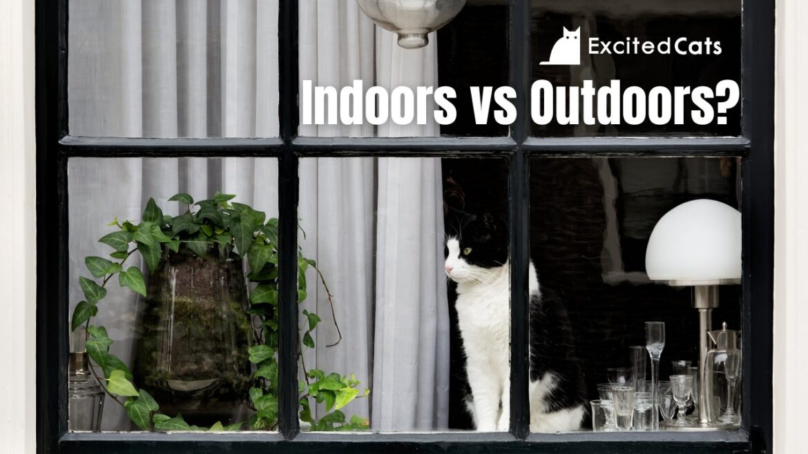 The Benefits of Keeping Cats Indoors: Protecting Biodiversity and Ensuring Cat Safety