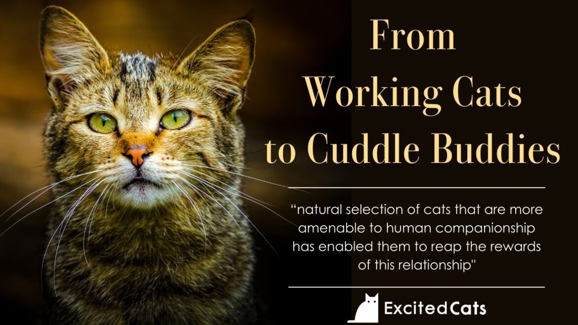The Evolution and Domestication of Cats: From Working Cats to Cuddle Buddies