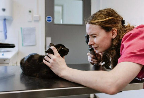Tips for Taking an Anxious Pet to the Vet: Reduce Stress and Prepare for a Positive Experience