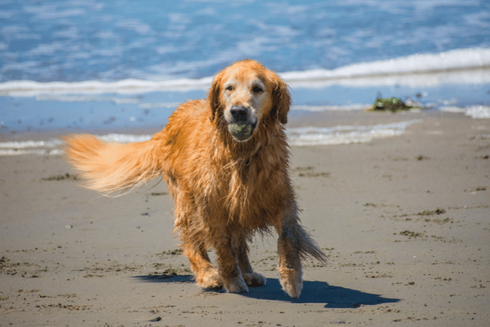 Unleash Your Dog’s Vitality: The Case for Daily Dog Supplements