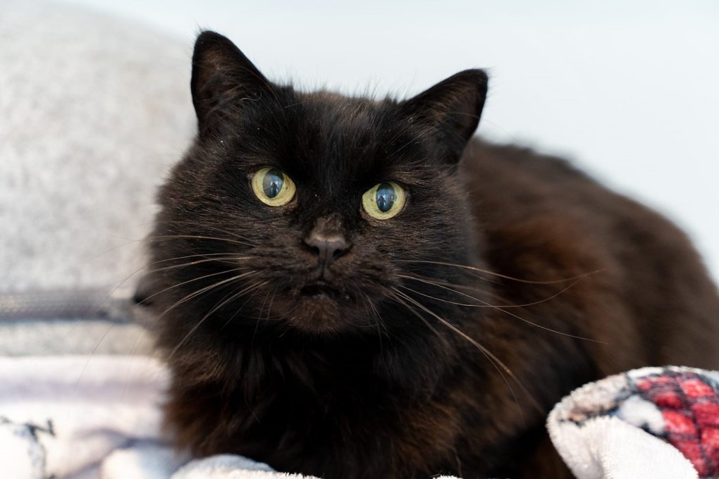 Urgent Appeal: Hundreds of Cats Need Homes as Unwanted Pets Increase
