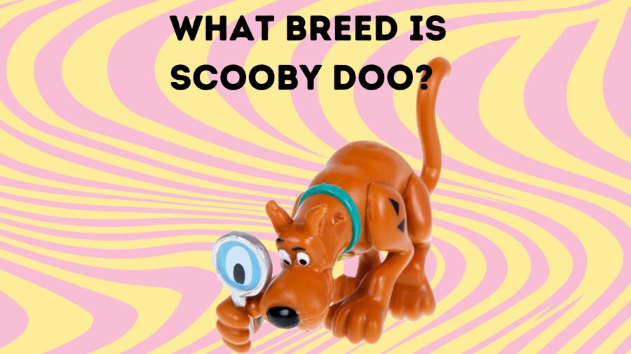 What Breed of Dog Is Scooby-Doo?
