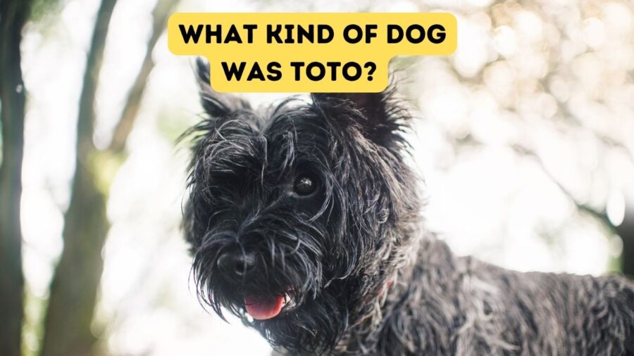 What Kind of Dog was Toto?