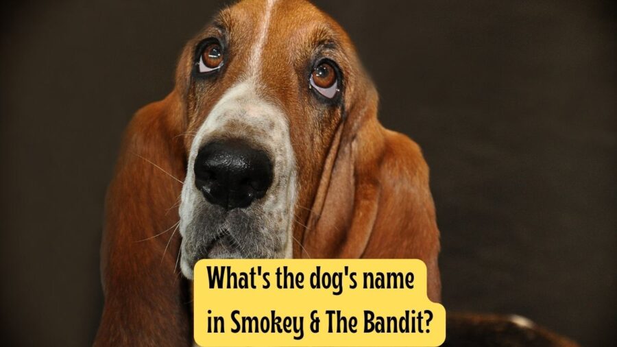 What’s the Name of the Dog in Smokey and the Bandit?