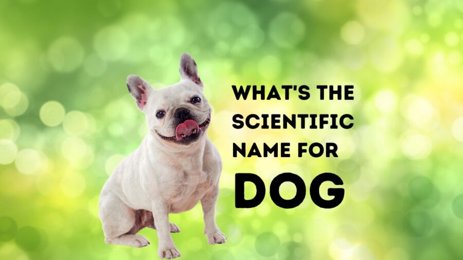What’s the Scientific Name for DOG?
