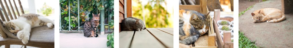Why Does My Cat Sleep So Much? Tips for Understanding and Addressing Excessive Sleeping in Cats