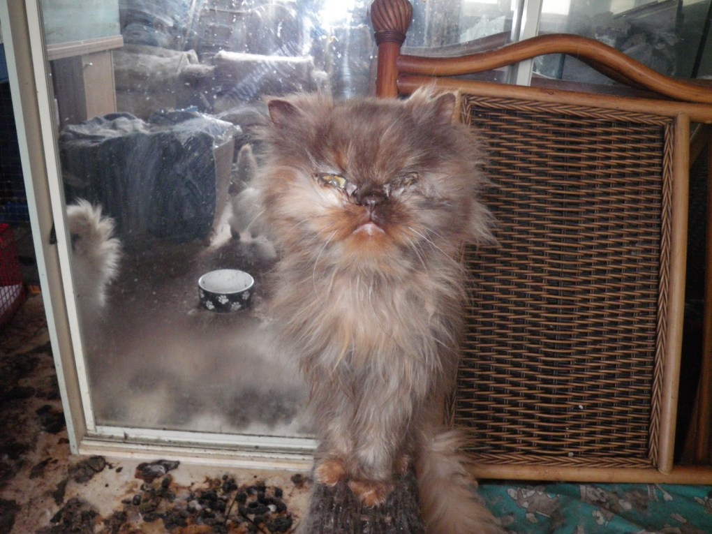 Woman convicted of Animal Welfare Act offenses after keeping Persian cats in squalid conditions