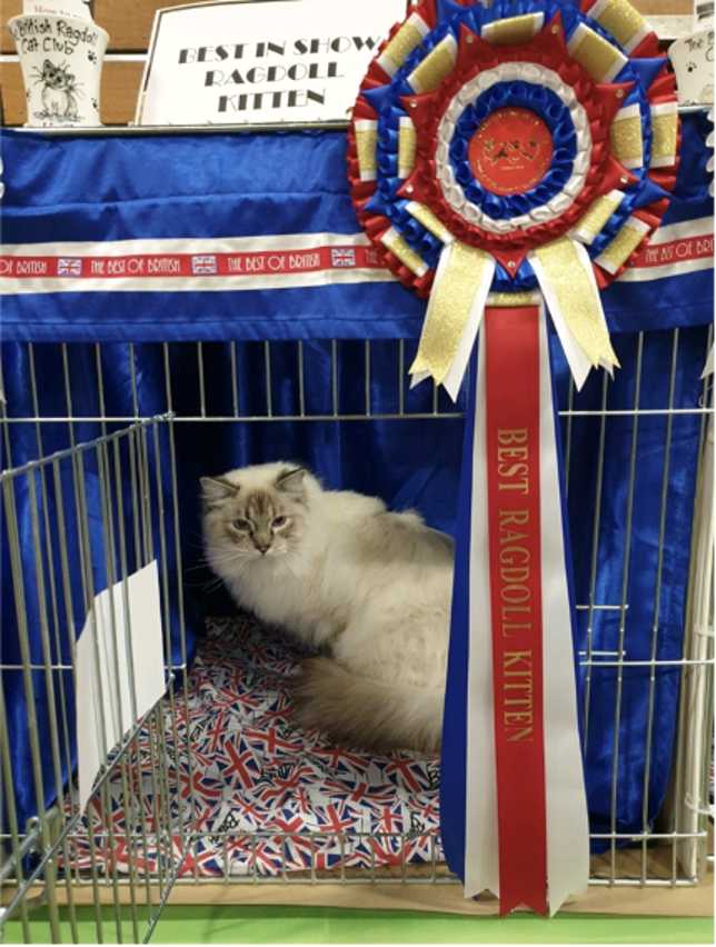 Yogi the Ragdoll Cat: A Case Study in Overgrooming and Anxiety