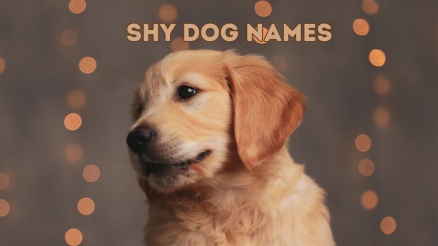 170+ Shy Dog Names for Your Quiet Companion