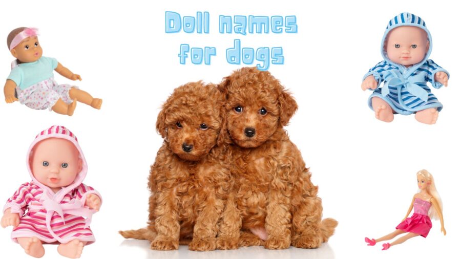 200+ Doll Names for Dogs