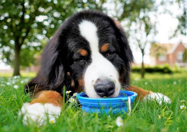 5 Crucial Tips to Keep Your Pet Safe in a Heatwave