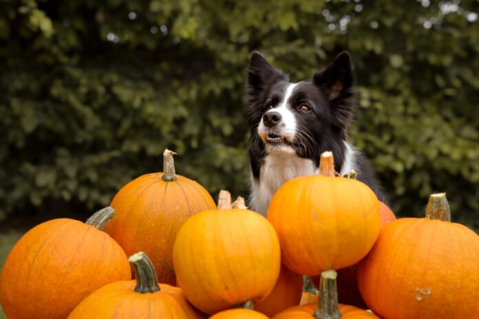6 Reasons to Give Your Dog Pumpkin Today!