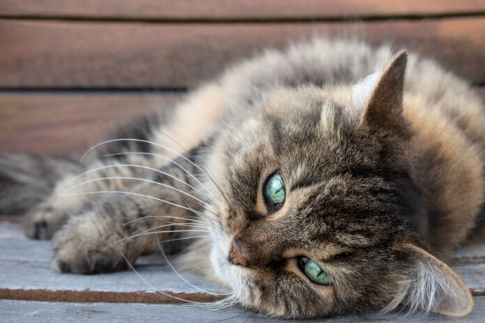 6 Ways to Improve Life for Your Senior Cat