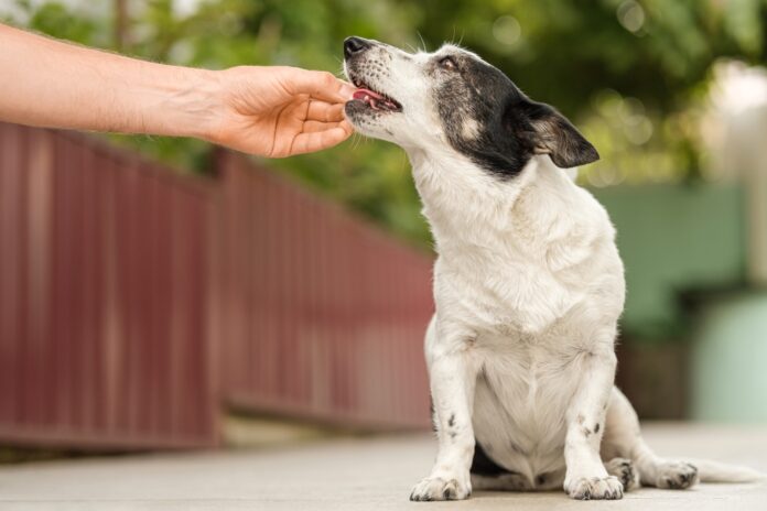 Arthritis Supplements for Dogs