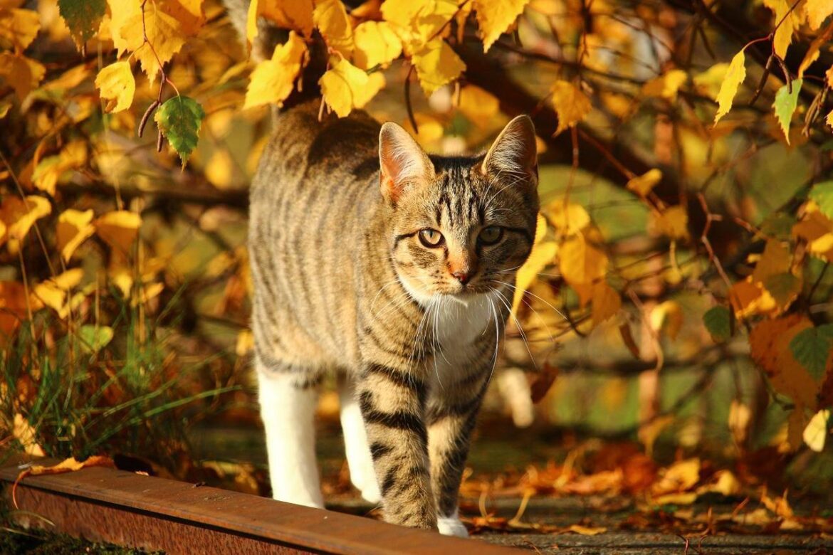 Autumn Pet Safety: Avoid These Poisonous Plants to Keep Your Pet Safe
