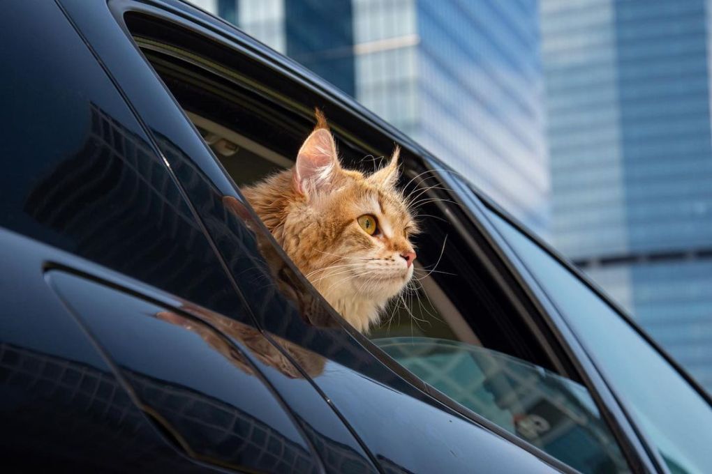Bolt launches dedicated ‘Pet’ ride-hailing category in London, bringing convenience and peace of mind to London’s pet owners