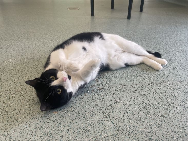 Cat Named Mr Pricklepants Awaits Adoption at RSPCA’s Birmingham Animal Centre