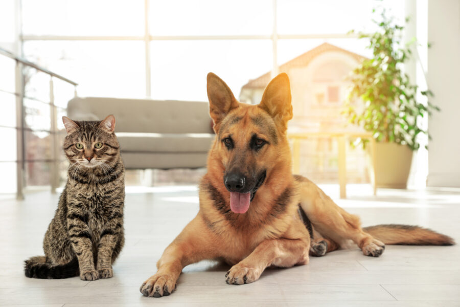 Different Causes of Lumps and Bumps in Dogs and Cats