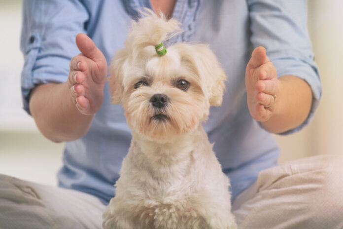 Does Your Dog Have Separation Anxiety? Reiki May Help!
