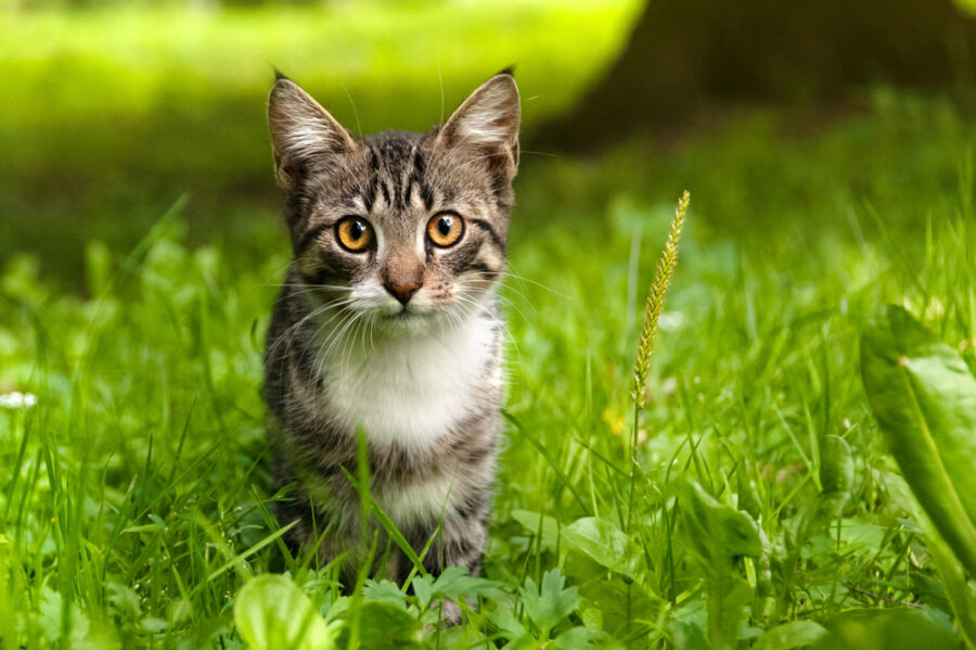 How Lawn Chemicals Affect Your Cat