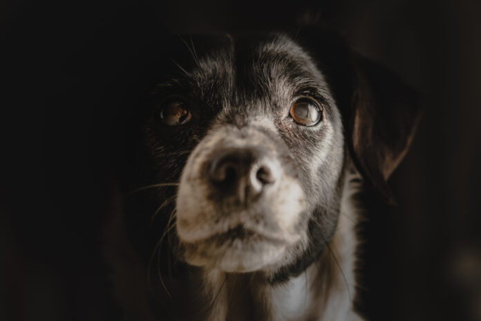 Is There a Connection Between Diet and Dementia in Dogs?