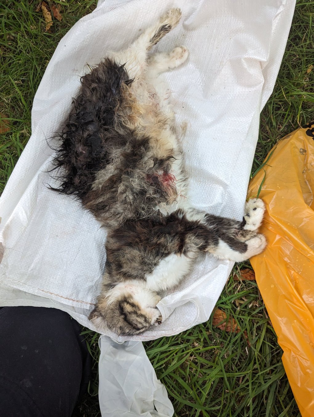 RSPCA appeal after dead pregnant cat found in bag in Grimsby park